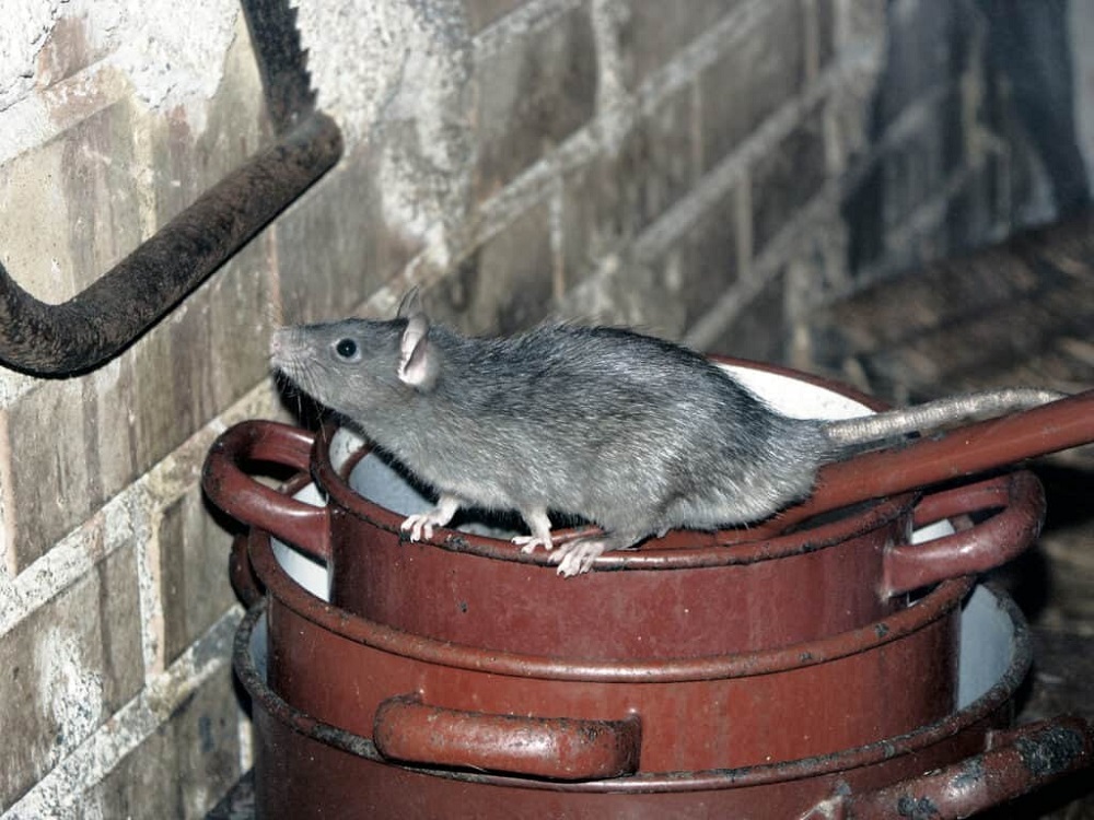 Scaling The Heights: Can Rats Really Climb Walls?